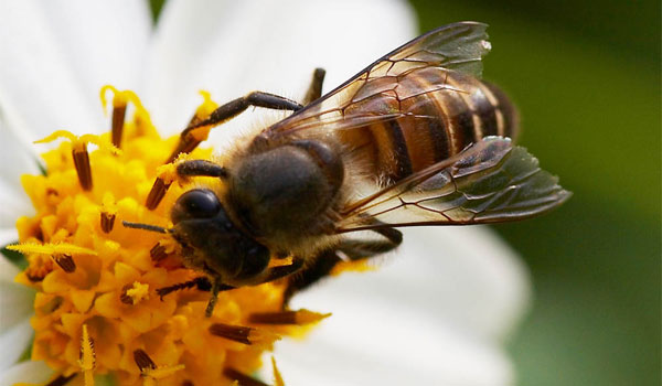Mật ong khoái và mật ong ruồi loại nào tốt