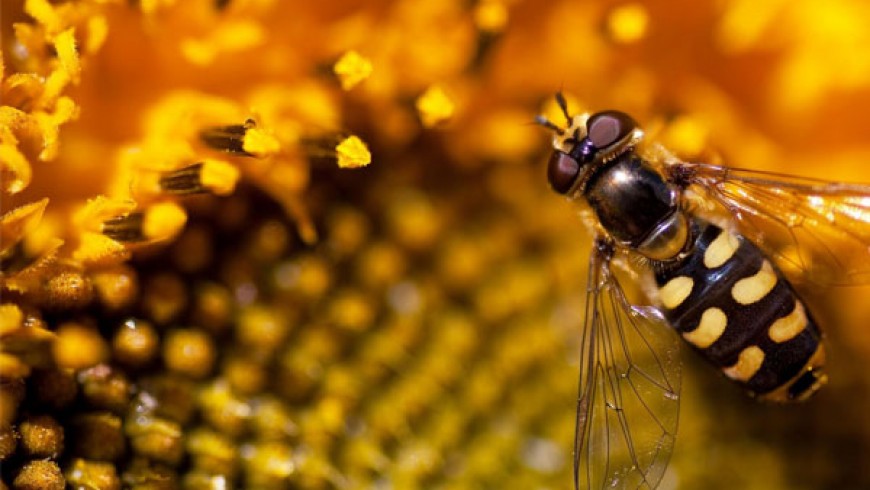 Một Số Khả Năng Đặc Biệt Của Loài Ong